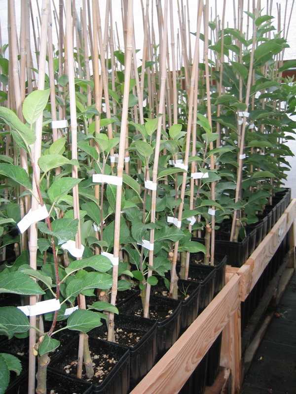 Potted trees