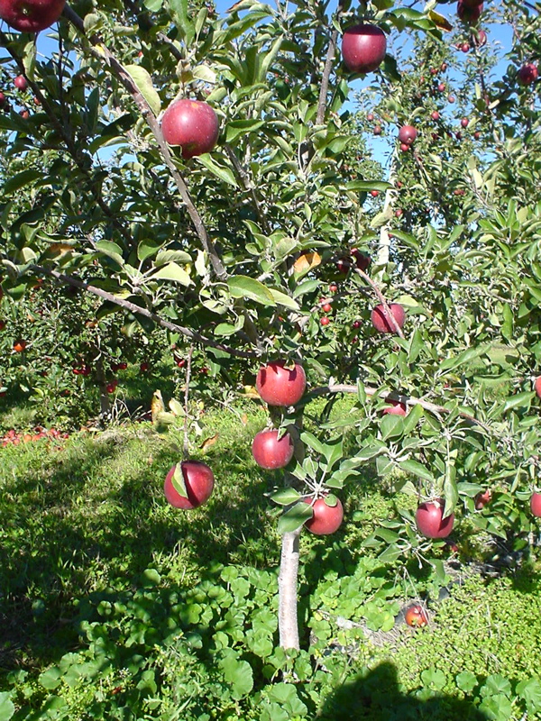 Kumeu Crimson