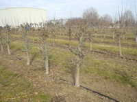 Budwood nursery